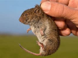 Image result for Vole Anatomy Model