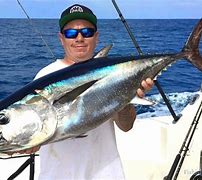 Image result for Bluefin Tuna Fin