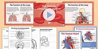 Image result for Human Circulatory System Worksheet