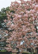 Image result for Prunus Serrulata Pink Perfection