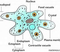 Image result for Amoeba Cell Structure