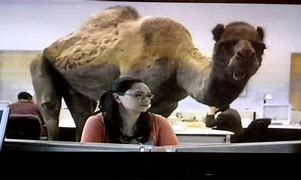 Image result for Happy Hump Day Commercial