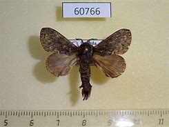 Image result for Lasiocampidae