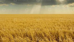 Image result for Field of Oats