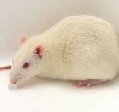 Image result for Male Wistar Rats