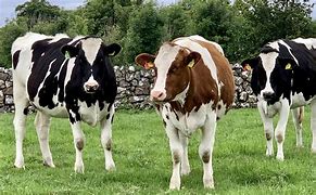 Image result for Funny Holstein Cows