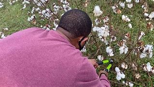 Image result for Black Person Harvesting Cotton