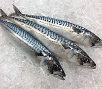 Image result for Bullseye Mackerel