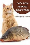 Image result for Cat Eating Raw Fish