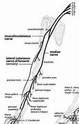 Image result for Median Nerve Distribution Arm