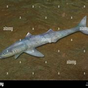 Image result for Shark Notochord