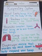 Image result for Respiratory Anker Chart