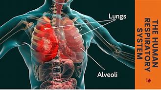 Image result for COPD 3D