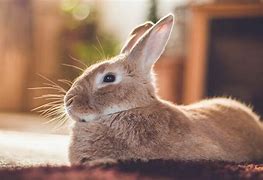 Image result for Pet Bunny Rabbit