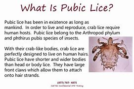 Image result for Crabs Infection