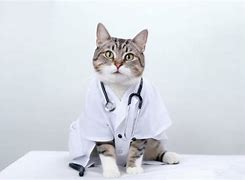 Image result for Owl Dressed Like Doctor