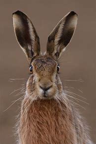 Image result for Hare Portrait Side Profile