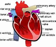 Image result for Pig Heart Labeled