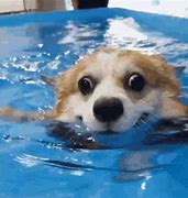 Image result for Needs More Dog GIF