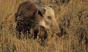 Image result for White Bush Pig