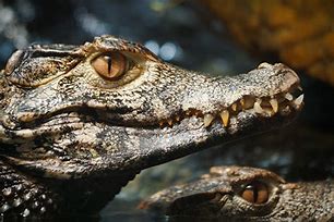 Image result for Paleosuchus