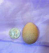 Image result for Round Egg