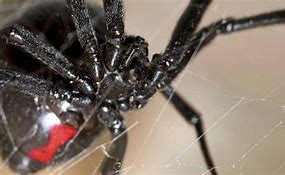 Image result for Widow Spider Bites Blue