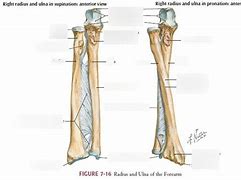 Image result for Concept Map Forearm