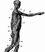 Image result for Head Muscles Side View