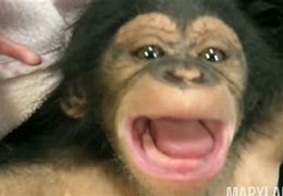 Image result for Little Naps Chimp