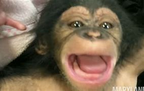 Image result for Clever Chimp