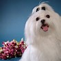 Image result for Adorable Maltese