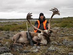 Image result for Labrador Caribou