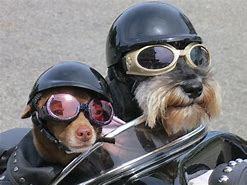 Image result for Dog Motorbike Helmet