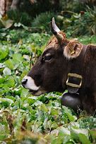 Image result for Brow Swiss Cow