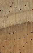 Image result for Radiata Pine Wood