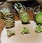 Image result for Japanese Wasabi