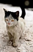 Image result for Big Cat Markings