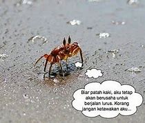 Image result for Ketam Batu vs Ketam Nipah