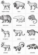 Image result for North American Mammals List