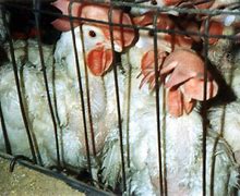 Image result for Caged Hens