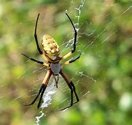 Image result for Bugs and Spiders