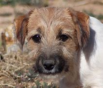 Image result for Russell Terrier