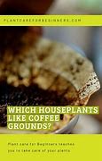 Image result for Which Houseplants Like Coffee Grounds