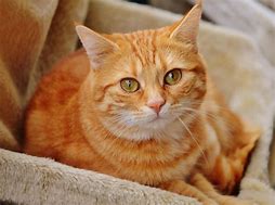 Image result for Cute Cat Therapist