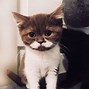 Image result for Smurth Cat