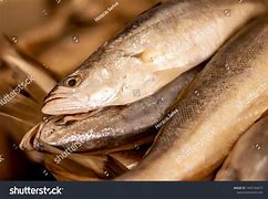 Image result for Live Marine Fish Food