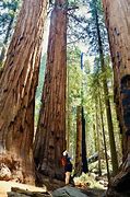 Image result for Sequoia National Park to Yosemite