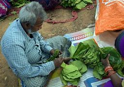 Image result for Tendu Leaves