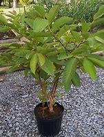 Image result for Sedum Guajava